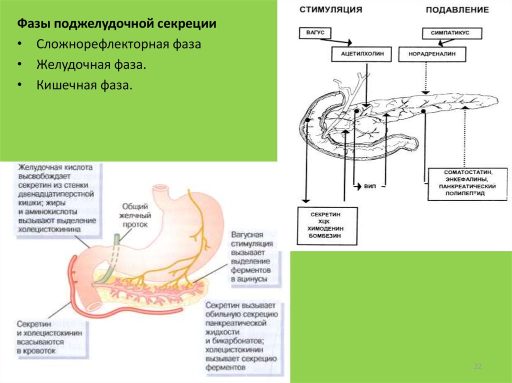 Стимулированная секреция желудка. Пищеварительная фаза секреции поджелудочной железы. Фазы регуляции секреции желудочного сока. Кишечной фазы регуляции панкреатической секреции. Кишечная фаза секреции схема.