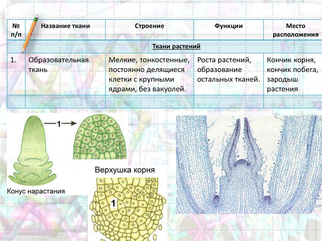 Ткани растений егэ рисунки