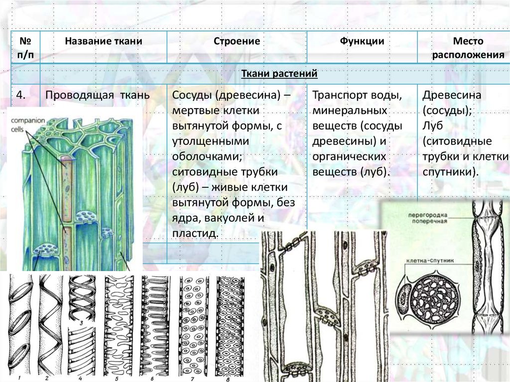 Свойства растительных тканей. Строение тканей растений 6 класс. Ткани растений строение и функции. Водоносная ткань растений ЕГЭ. Структура тканей растений.