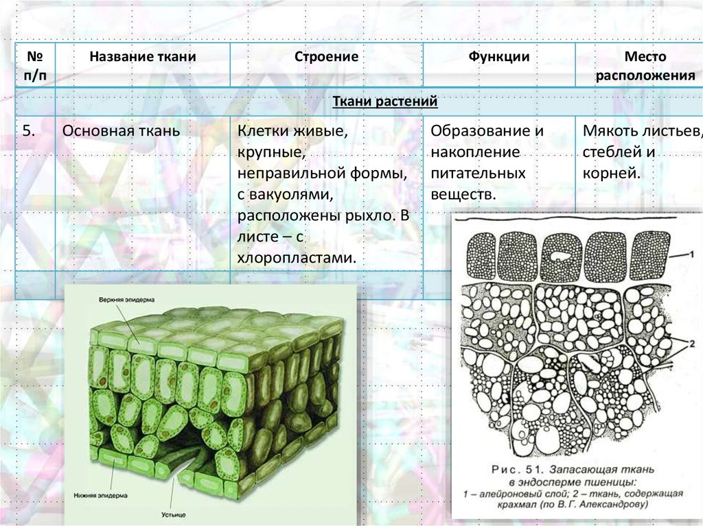 Органы растений основных тканей. Основная ткань растений строение клетки. Ткани растений ЕГЭ биология таблица. Строение клеток основной ткани растений. Основная ткань.