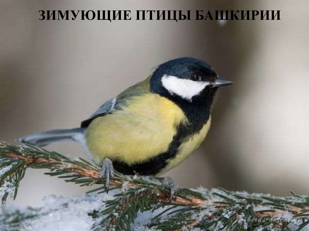 Птицы Башкортостана (59 фото)