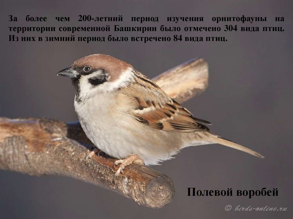 Птицы Башкирии – 80 фотографий | ВКонтакте