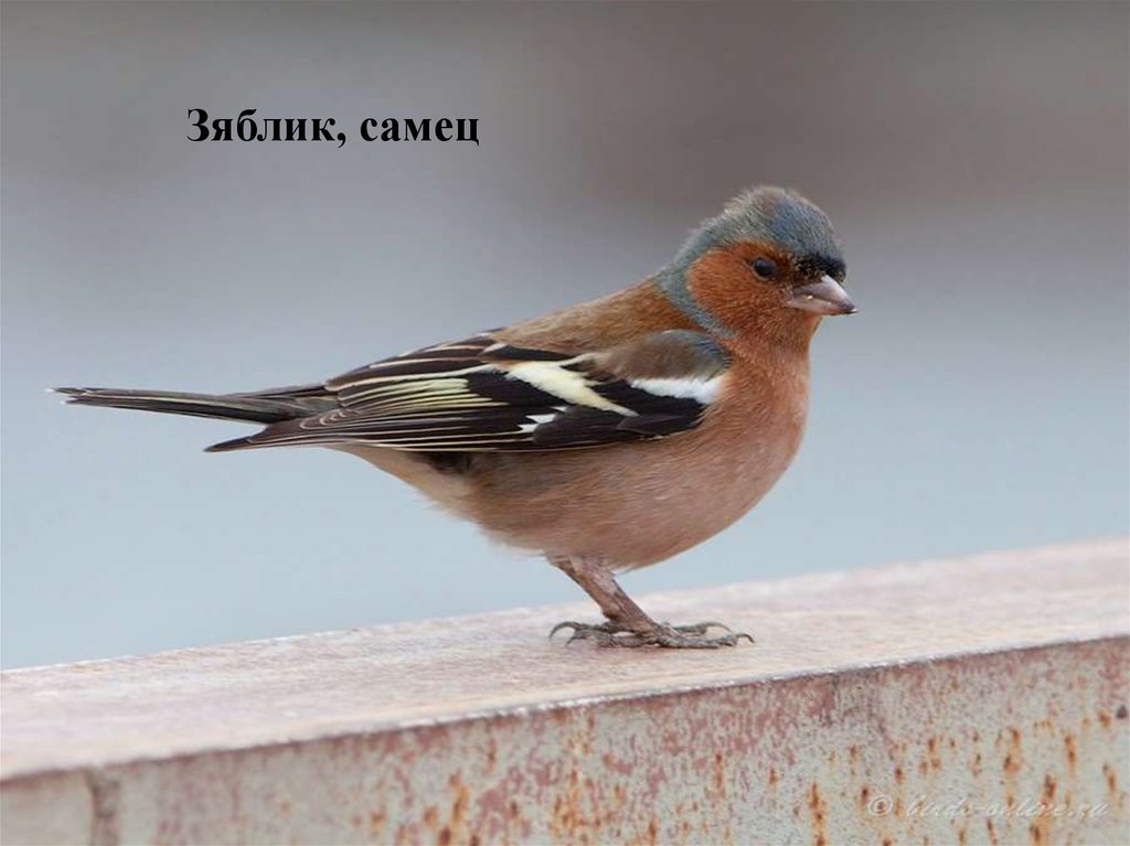Зимующие птицы Башкирии - презентация онлайн