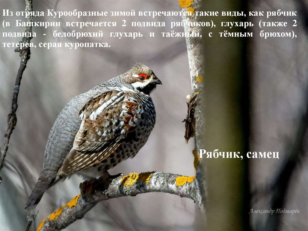 Фото Птиц Башкортостана