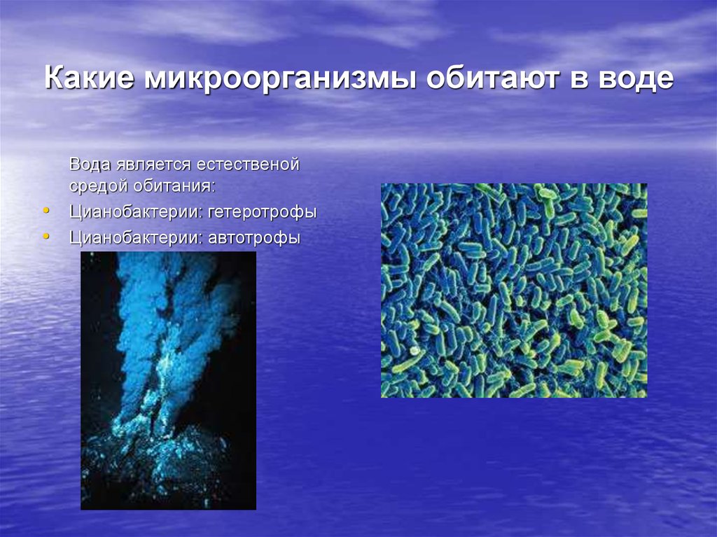 Условия существования живых организмов в океане. Цианобактерии среда обитания. Микроорганизмы обитающие в воде. Бактерии в воде. Микроорганизмах которые обитают в воде.
