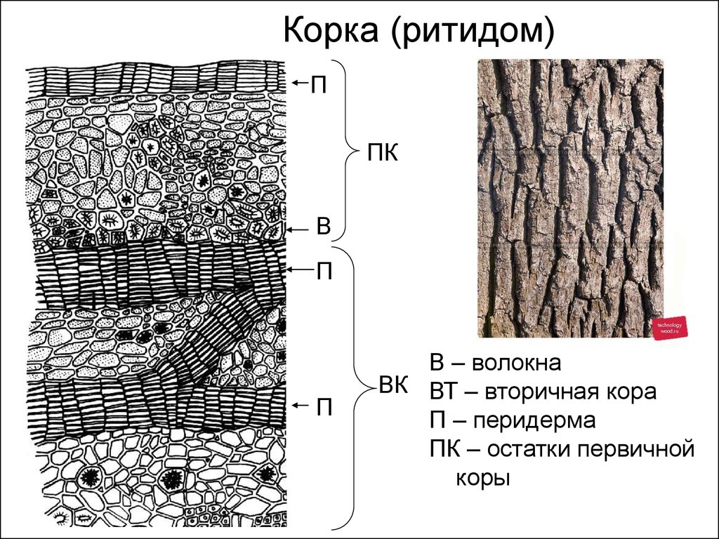 Корка кольцеобразная и чешуйчатая схемы