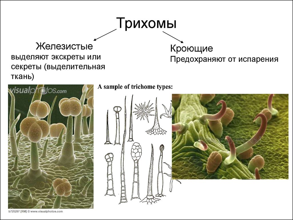 Какую функцию выполняют волоски у растений