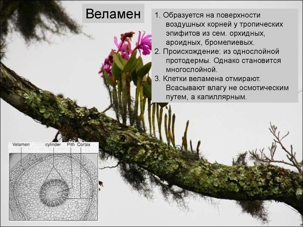 Воздушные корни образованы. Веламен. Воздушные корни эпифитов. Эпифиты строение. Веламен корня.