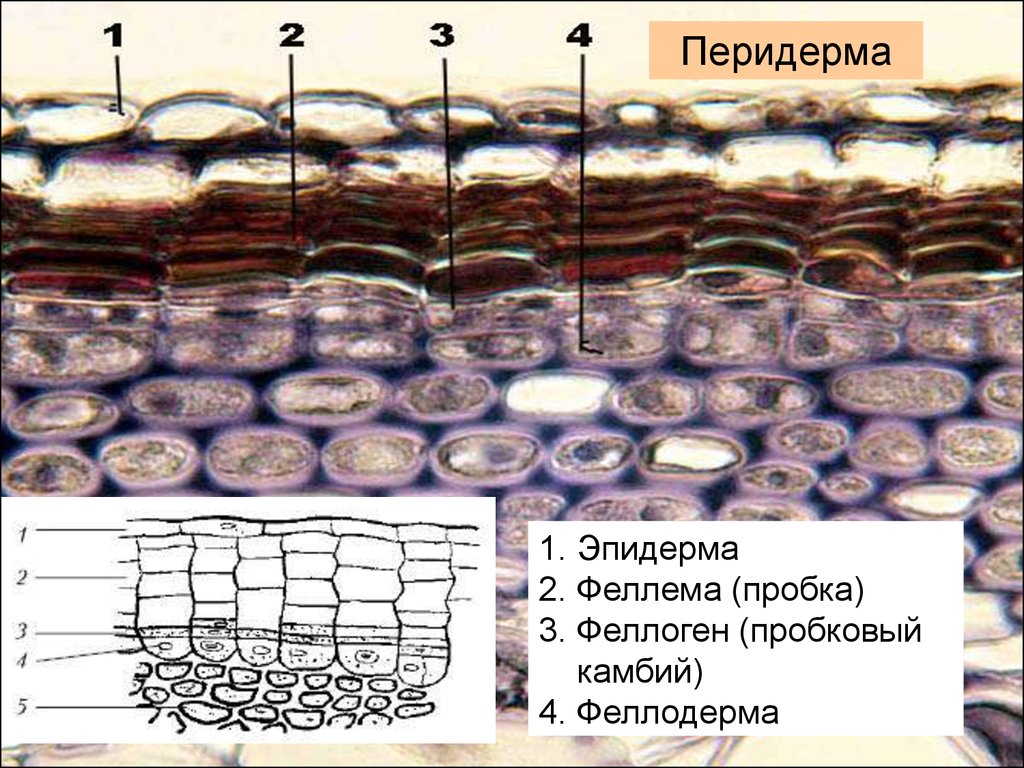 Фото покровной ткани. Пробковый камбий (перидерма) феллоген. Эпидерма перидерма корка. Перидерма листа. Эпидермис перидерма корка.