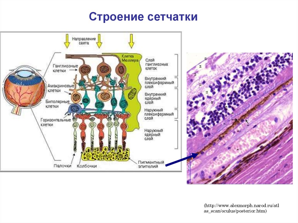 Слои сетчатки. Схема гистологического строения сетчатки. Слои сетчатки глаза анатомия. Строение сетчатки глаза гистология. Строение сетчатки гистология.