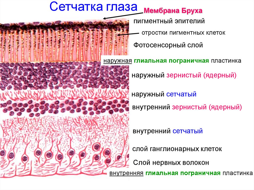 Клетки пигментного эпителия. Строение сетчатки глаза слои. Слои сетчатки гистология. Строение слои клеток сетчатки. Строение сетчатой оболочки глаза гистология.