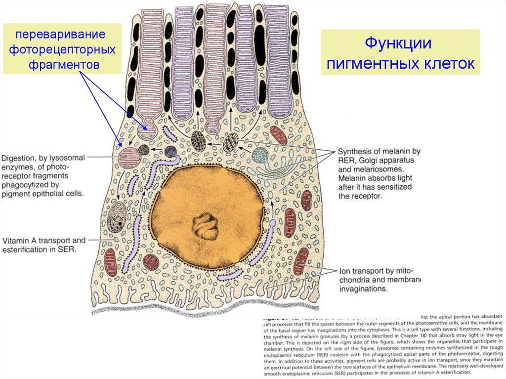 Функция фрагментов. Функции фоторецепторных клеток. Пигментные клетки функции. Ультраструктура фоторецепторных клеток. Функции пигментов в клетке.