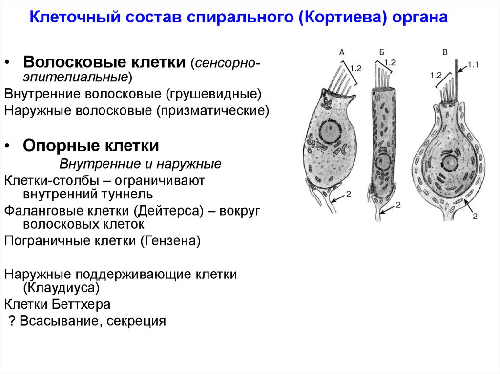 Схема строения волосковых клеток