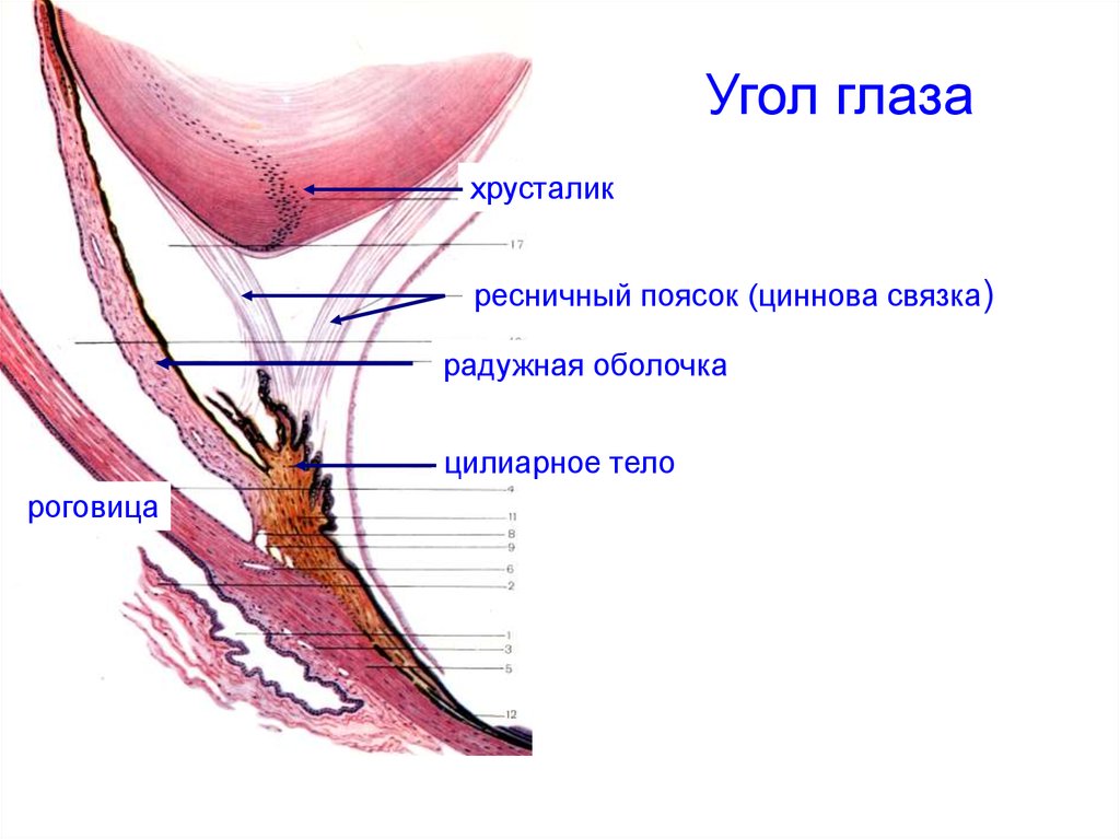 Угол глаза. Строение глаза ресничный поясок. Ресничная мышца и циннова связка. Циннова связка строение и функции. Цианова связка . Цилинарное тело..