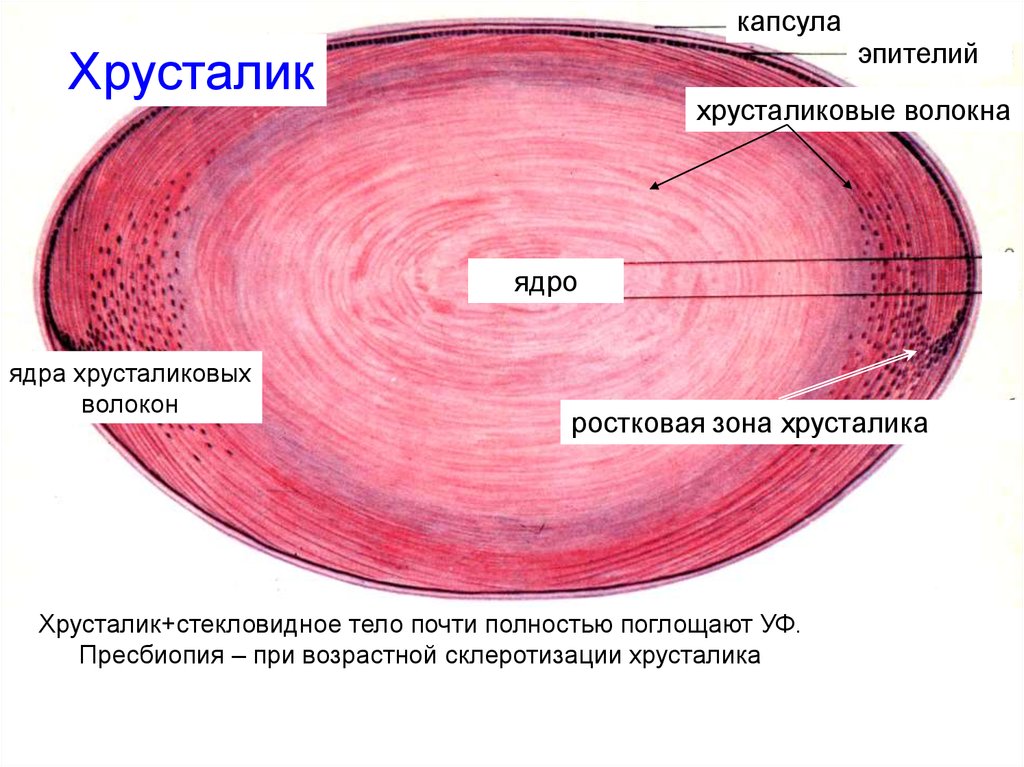 Хрусталик это. Хрусталик гистология препарат. Строение хрусталика гистология. Строение хрусталика глаза гистология. Капсула хрусталика гистология.