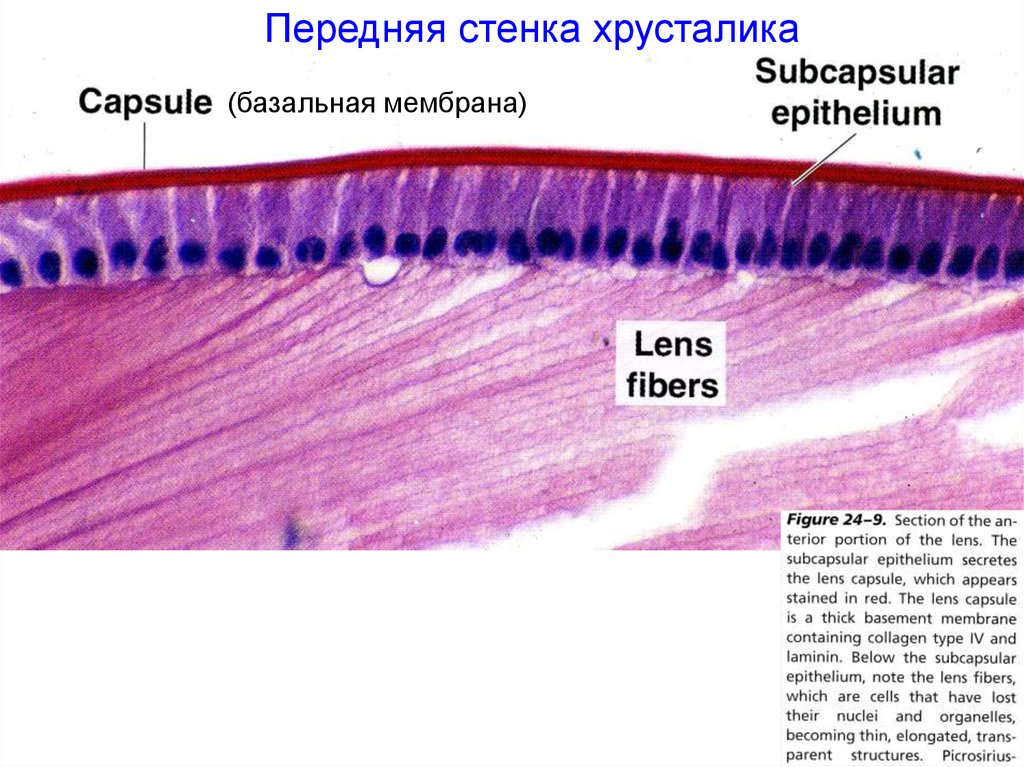 Схема строения хрусталика гистология