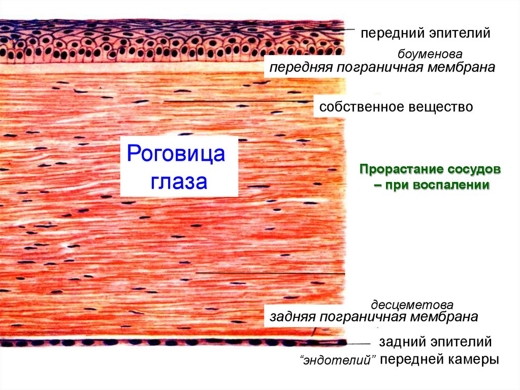 Рисунок роговицы глаза гистология