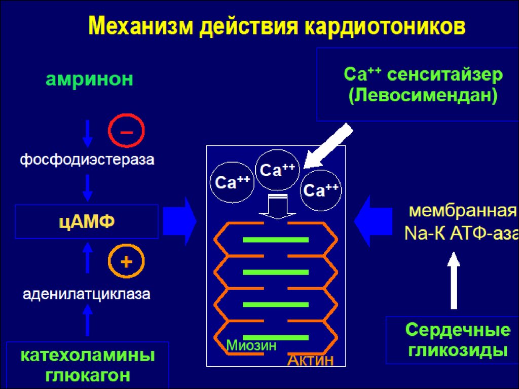 Механизм действия кардиотонических средств. Механизм сердечных гликозидов схема. Механизм действия сердечных гликозидов схема. Механизм действия кардиотоников.