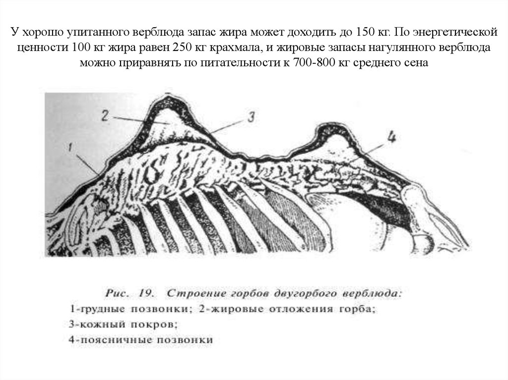Отряд Мозоленогие - презентация онлайн