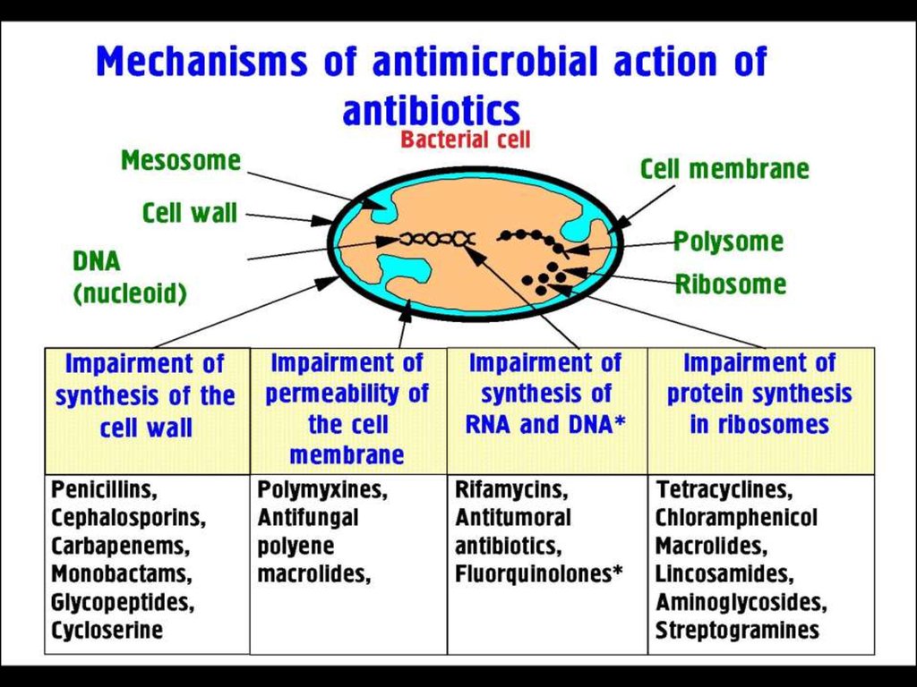 Mechanism Of Action Of Penicillin