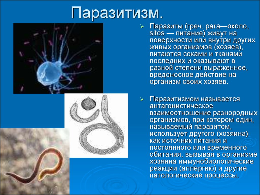 Картинки простейшие паразиты