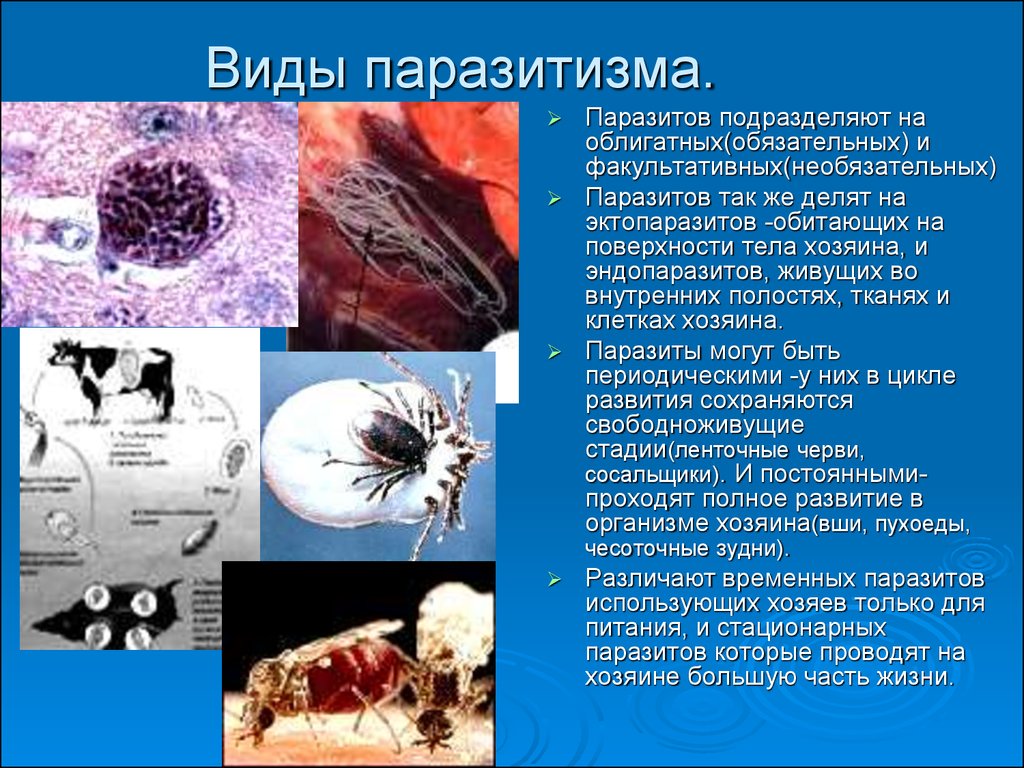 Паразитический образ жизни приводит к. Виды паразитизма. Факультативный паразитизм. Факультативные паразиты. Облигатные паразиты примеры.