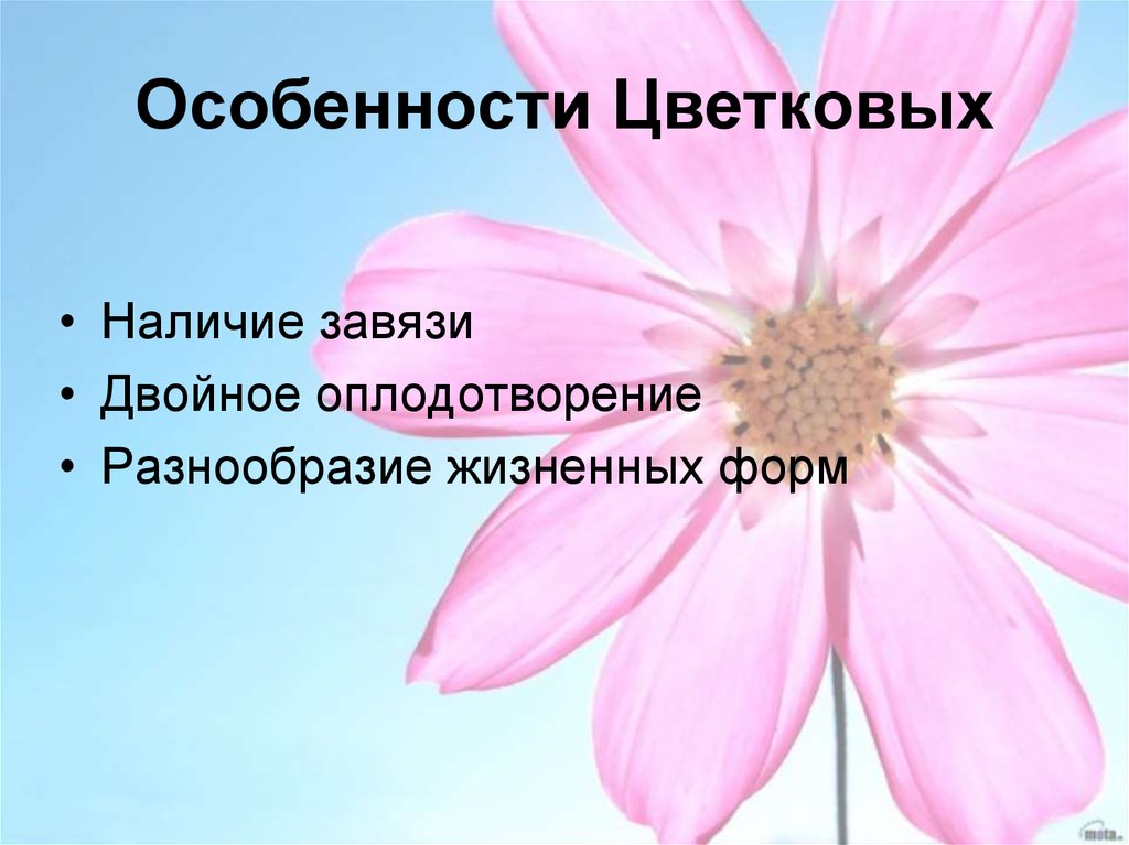 Особенности цветковых. Важная особенность цветковых растений. Ценность особенность цветковых растений. Уникальной особенностью цветковых растений является.