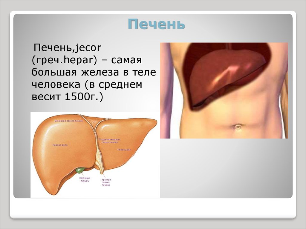 Увеличена печень отзывы. Где находится печень. Печень человека расположение.