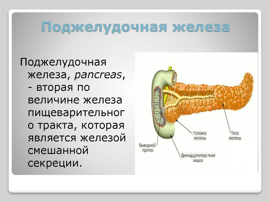 Где расположена поджелудочная железа у человека фото и как