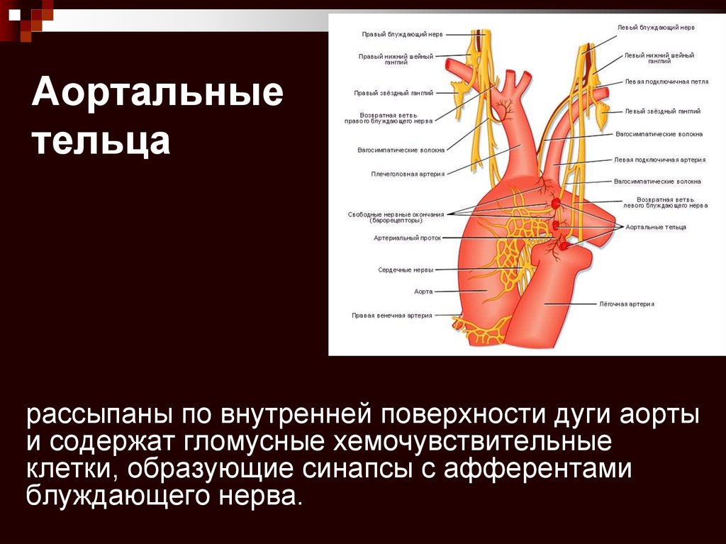 Хеморецепторов дуги аорты