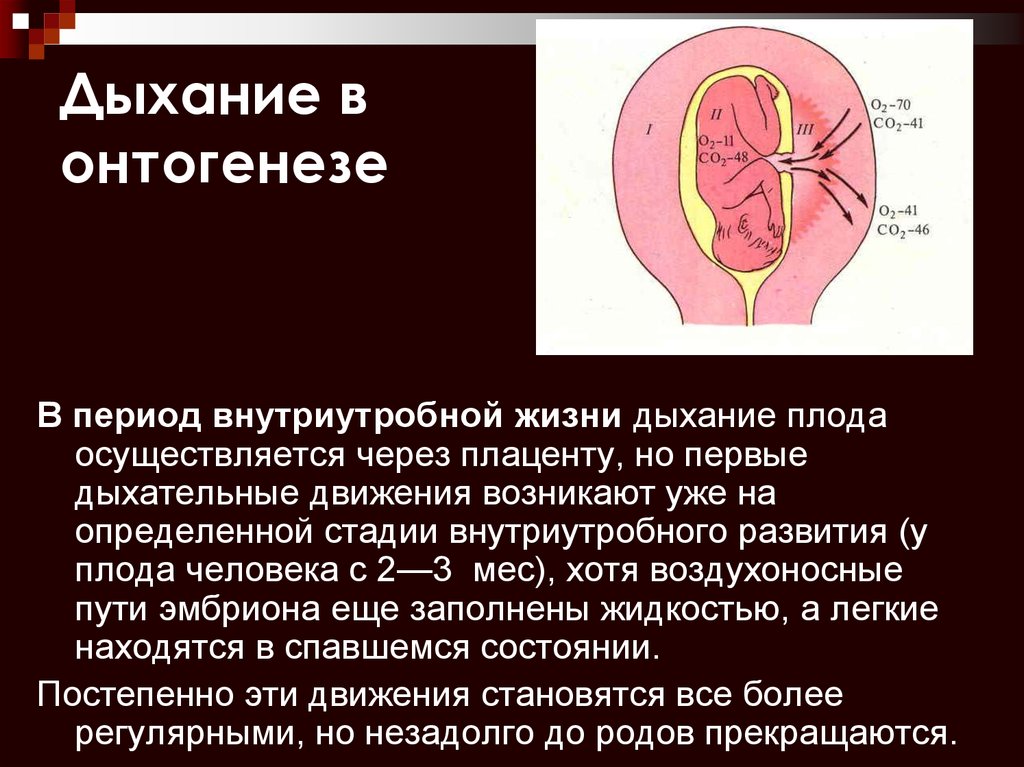 Периоды дыхания. Внутриутробное развитие дыхательной системы. Дыхательная система плода. Формирование дыхательной системы у эмбриона. Дыхание в онтогенезе.