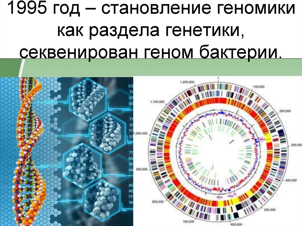 При расшифровке генома папоротника. Секвенирование генома бактерий. Геном это микробиология. Секвенирование ДНК человека. Строение генома бактерий.