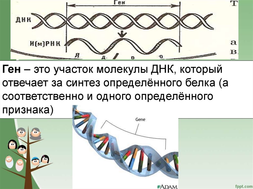 Структура белка закодирована в молекуле днк. Ген участок ДНК. Молекула ДНК. Ген это участок молекулы. Гены это в биологии.