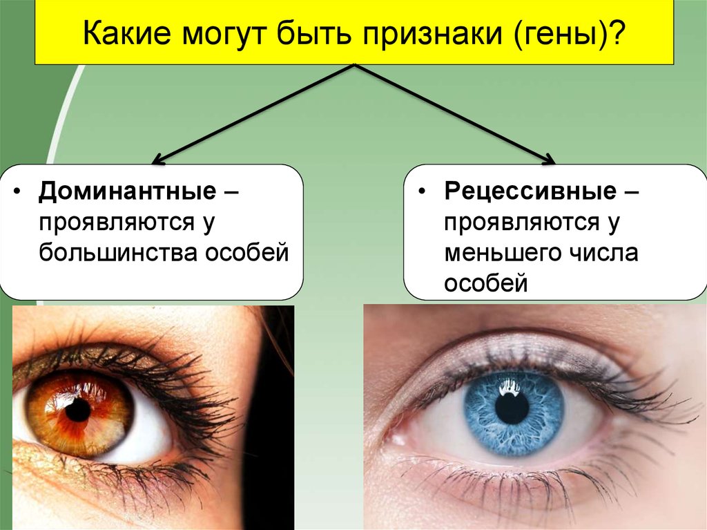 Рецессивные глаза. Доминантный и рецессивный ген. Доминантные гены. Рецессивный ген и доминантный ген. Рецессивный признак.