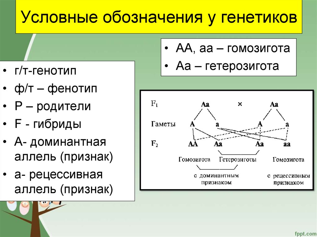 Символы генетики 10 класс. Значки в генетике. Обозначения генетики. Обозначения в задачах по генетике. Символы в задачах по генетике.