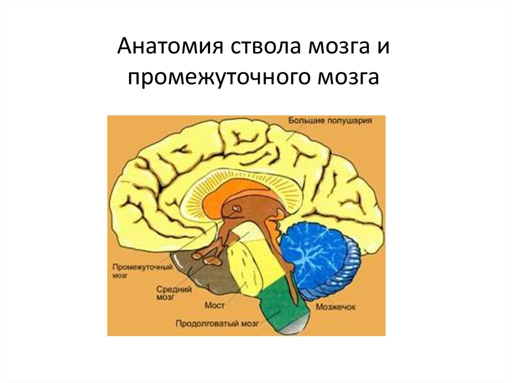 Схема головной мозг задний средний передний