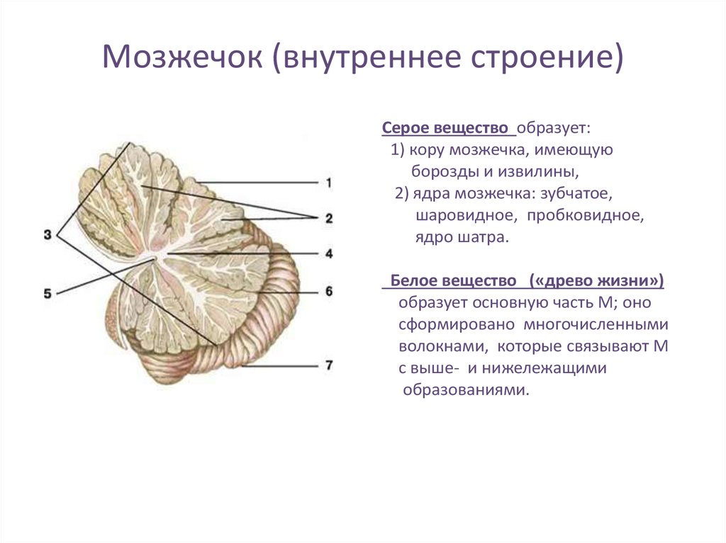 Мозжечок (внутреннее строение)