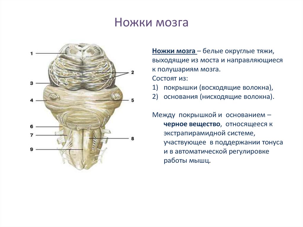 Ножки мозга