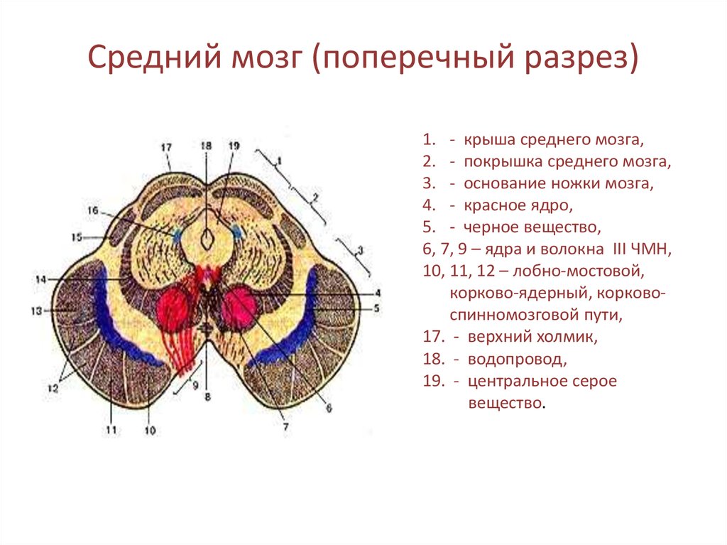 Особенности отдела среднего мозга