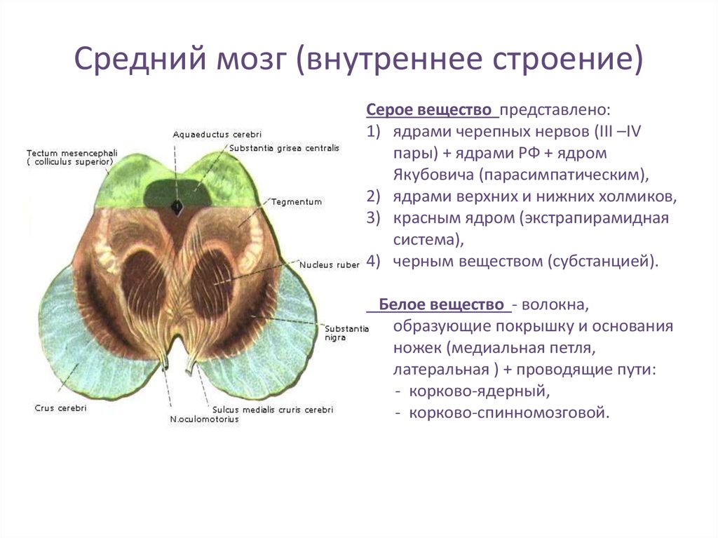 Презентация средний мозг анатомия