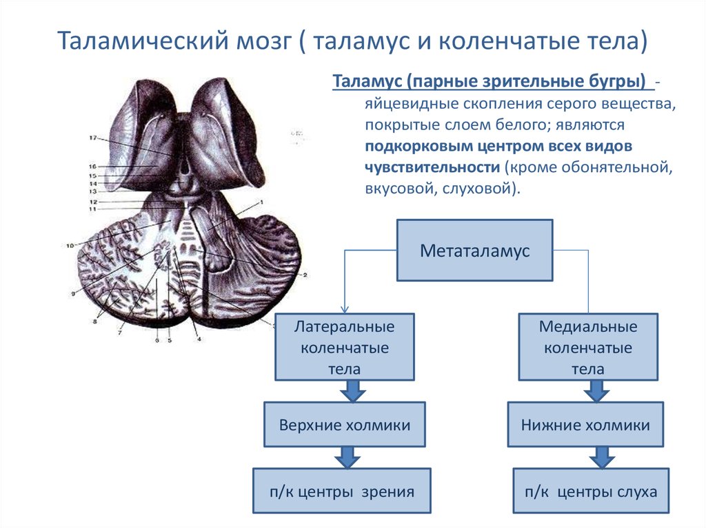 Обмен веществ промежуточный мозг