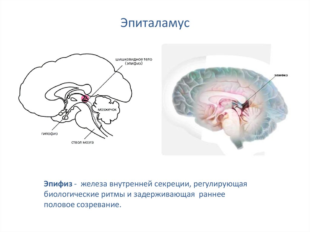 Шишковидная железа обызвествление. Шишковидная железа эпиталамуса. Эпиталамус строение анатомия. Функции эпиталамуса физиология. Эпиталамус рефлекторная функция.