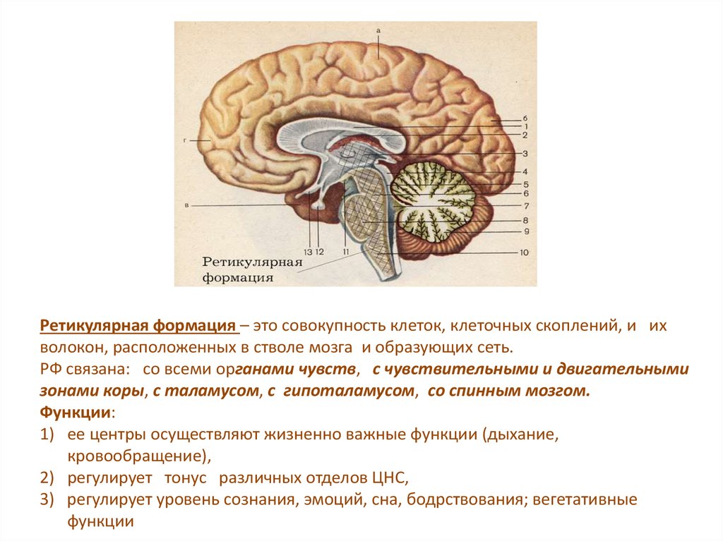 Промежуточный мозг регулирует. Ретикулярная формация ствола мозга. Функциональная анатомия ствола головного мозга. Промежуточный мозг анатомия. Функциональная анатомия промежуточного мозга.