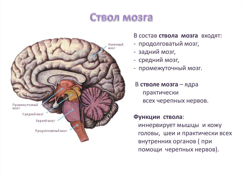 Ствол мозга