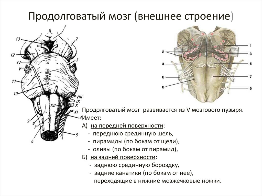 Какое строение имеет продолговатый мозг. Наружное строение продолговатого мозга анатомия. Продолговатый мозг внешнее и внутреннее строение. Продолговатый мозг строение задняя поверхность. Внутреннее строение продолговатого мозга анатомия.