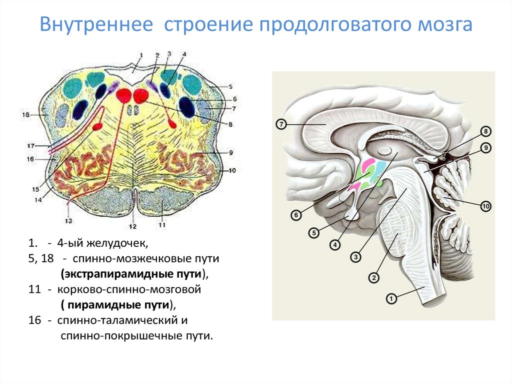 Ядра моста мозга