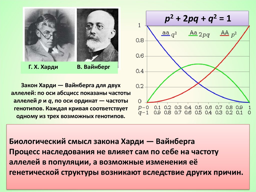 Уравнение харди вайнберга. Генетика формула Харди Вайнберг. Харди Вайнберга 1-p. Закон и уравнение Харди-Вайнберга. Закон генетического равновесия Харди-Вайнберга.