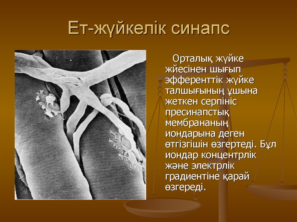 Жалаңаш жүзушілер (көп фотолар)