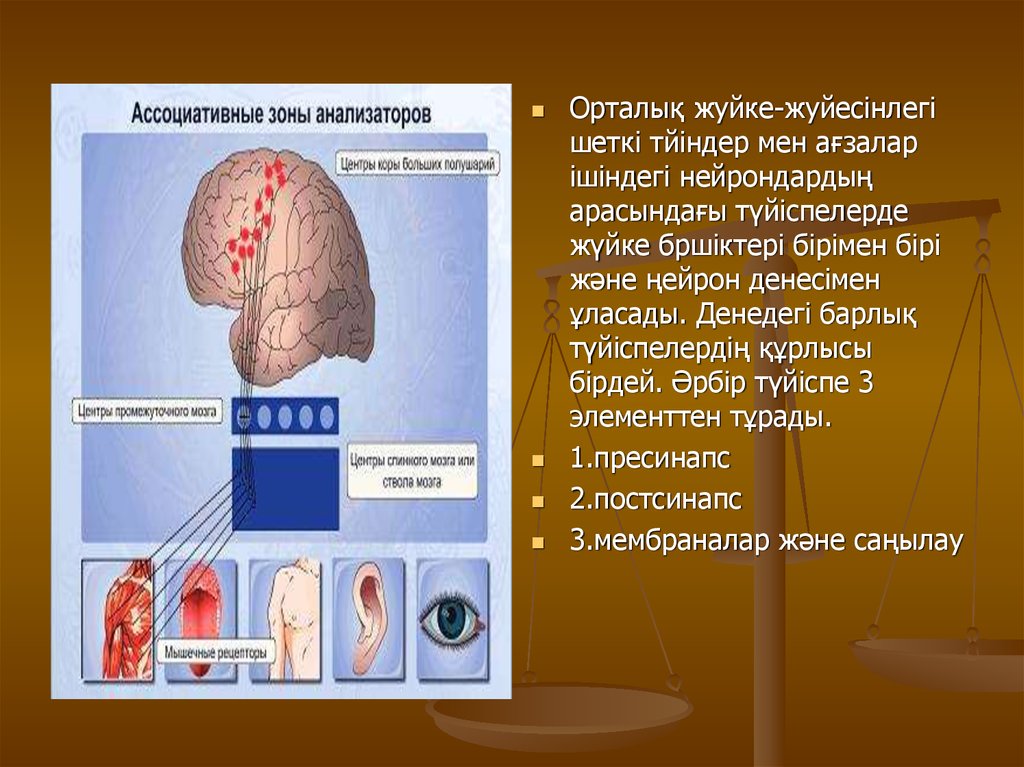 Зоны анализаторов. Ассоциативные зоны анализаторов.