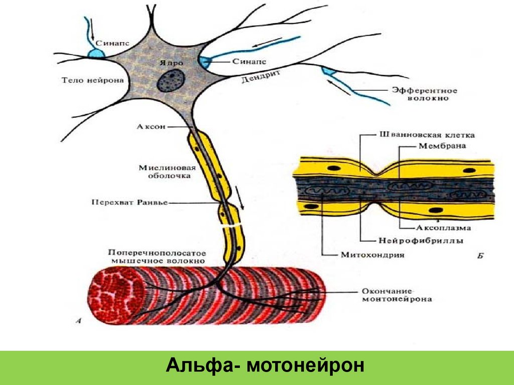 Функции двигательных импульсов. Аксоны Альфа мотонейронов спинного мозга. Двигательная единица мотонейрон. Мотонейрон иннервируемые мышечные волокна. Аксоны Альфа мотонейронов спинного мозга безмиелиновые.